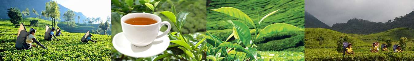 TEA production in Sri Lanka 